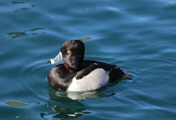 Fototapeta premium duck in the water