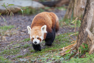 Walking  red panda (Ailurus fulgens), also known as the lesser panda.