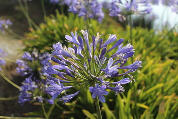 Flor Flores y plantas 