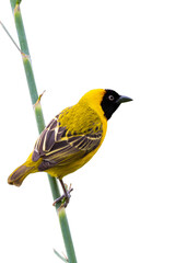 Ploceus intermedius, Lesser Masked Weaver, Tisserin intermédiaire