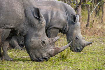 Close profile view of two adult female white rhinos grazing. Zziwa rhino sanctuary, Uganda.