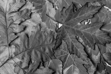 black and white background of autumn leaves