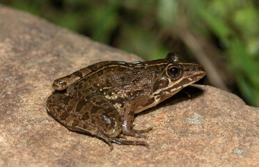 Common river frog (Amietia delalandii), also known as drakensberg river frog, or sani pass frog, a species of southern African river frog	