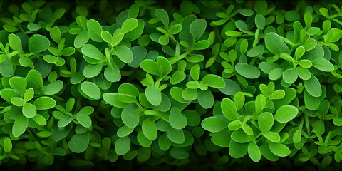 Fresh thyme leaves close up, ideal for natural cooking backgrounds, generative AI