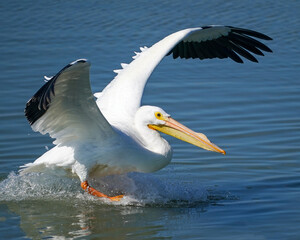 Fototapeta na wymiar American White Pelican gliding on water as it lands