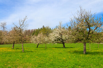 Apple orchard with blossoming apple trees at spring