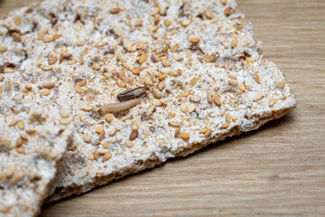 crispbread infested with food moth and associated caterpillar