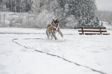 Akita inu Dog with gray fur is running through the snow during winter