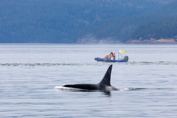 boat with tourists watching a orca 