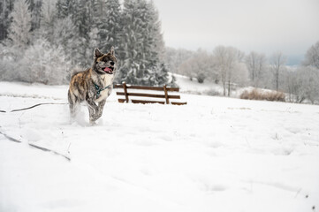 Akita inu Dog with gray fur is running through the snow during winter