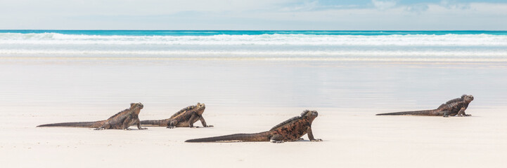Galapagos Marine Iguanas relaxing on Tortuga bay beach, Santa Cruz Island, Galapagos Islands....