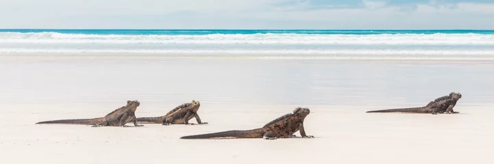 Foto op Canvas Galapagos Marine Iguanas relaxing on Tortuga bay beach, Santa Cruz Island, Galapagos Islands. Animals, wildlife photography banner landscape © Maridav