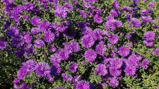 Symphyotrichum novae angliae Grape Crush purple flower in the garden design.