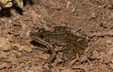 Common river frog (Amietia delalandii), also known as drakensberg river frog, or sani pass frog, a species of southern African river frog