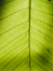 green leaf texture