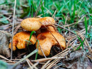 A poisonous mushroom in the autumn forest.