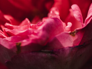 close up of red rose