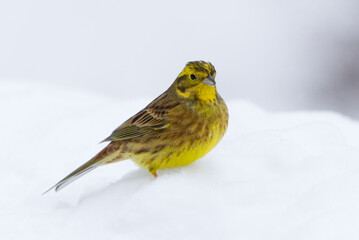 Yellowhammer (Emberiza citrinella) in the snow in winter.