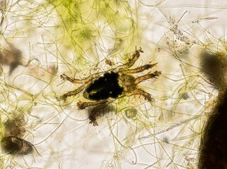marine halacarid mite (Arthropoda of Order Prostigmata Family Halacaridae) from a reef aquarium...