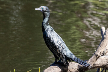 Australian Little Black Cormorant perched on log