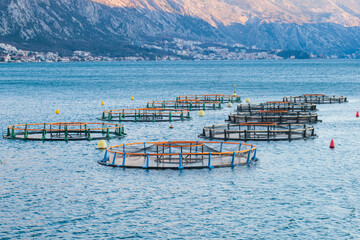 View of sea fish farm cages and fishing nets, farming dorado, sea bream and sea bass, feeding the fish a forage, with marine landscape and mountains in the background, Adriatic sea