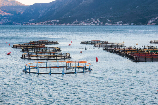 View of sea fish farm cages and fishing nets, farming dorado, sea bream and sea bass, feeding the fish a forage, with marine landscape and mountains in the background, Adriatic sea