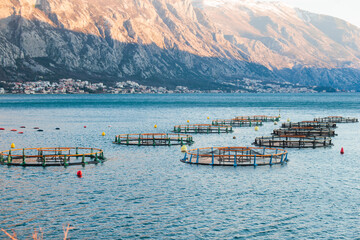 View of sea fish farm cages and fishing nets, farming dorado, sea bream and sea bass, feeding the fish a forage, with marine landscape and mountains in the background, Adriatic sea