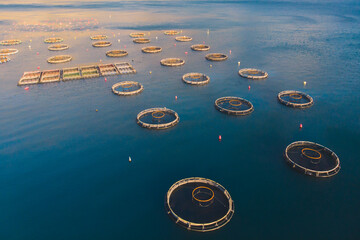 Aerial drone top view of sea fish farm cages and fishing nets, farming dorado, sea bream and sea bass, feeding the fish a forage, with marine landscape and mountains in the background, Adriatic sea
