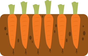 illustration of planting carrots