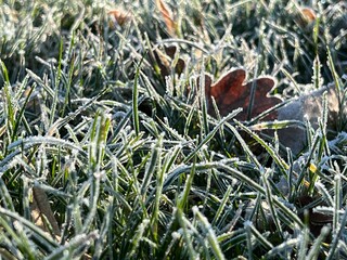 frost on grass and withered leaf closeup