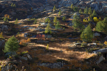 Colourful trees (foliage) in a valley of Trentino mountains, Italy (val di Fumo)
