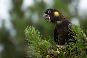 Curious Eyes - Perched on a pine, is a male Yellow-tailed black cockatoo feasting on the tree's seeds. Satisfied and delighted, he observes other parts of the tree for more feeding opportunities. 