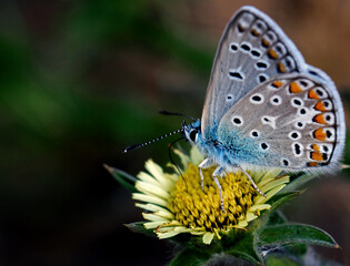 Nature's Harmony: A Macro Perspective on Perfection and Beauty