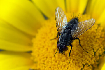 Nature's Harmony: A Macro Perspective on Perfection and Beauty