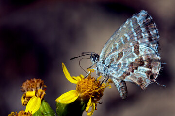 Nature's Harmony: A Macro Perspective on Perfection and Beauty