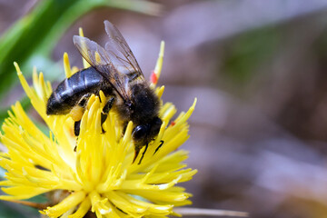 Nature's Harmony: A Macro Perspective on Perfection and Beauty