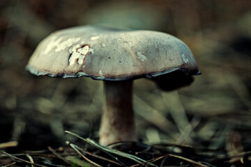 Nature's Harmony: A Macro Perspective on Perfection and Beauty