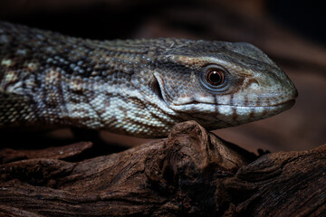 Nature's Harmony: A Macro Perspective on Perfection and Beauty