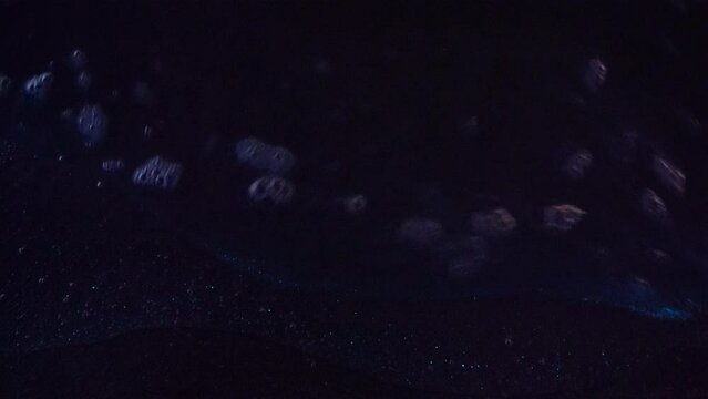 Closeup of sea sparkle (Noctiluca scintillans) on the beach