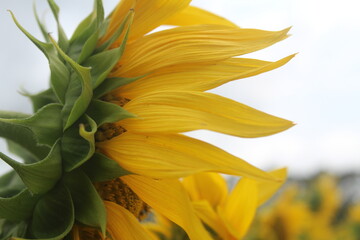 Obraz premium Campo de girasoles 