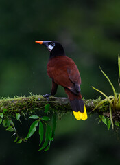 Montezuma Oropendola portrait on mossy stick and rainy day against dark green background