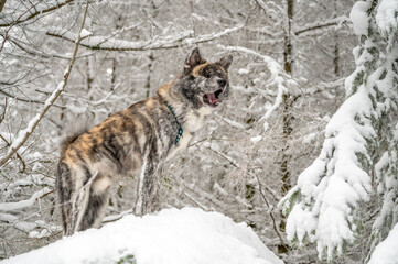 Akita Inu dog with gray fur standing on a rock with snow during winter, howling like a wolf