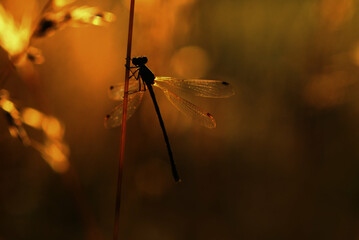 dragonfly at sunset