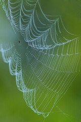 spider web with dew drops