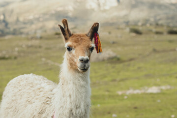 Obraz premium Portrait of llama in a green valley in the Andes Mountains in Peru. Concept of mountain animals (South America).