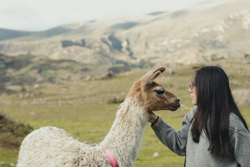 Woman caressing a llama in a green valley in the Andes mountain range in Peru. Concept of mountain animals (South America) Love of animals.