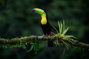 Keel-billed Toucan portrait on mossy stick and rainy day against dark green background