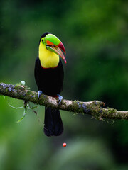 Keel-billed Toucan with open beak portrait on mossy stick and rainy day against dark green background