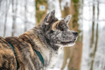 Close-up Akita Inu dog with gray fur in winter landscape