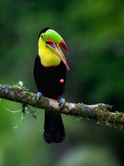 Keel-billed Toucan with open beak portrait on mossy stick and rainy day against dark green background